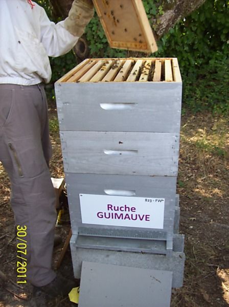 La ruche Guimauve