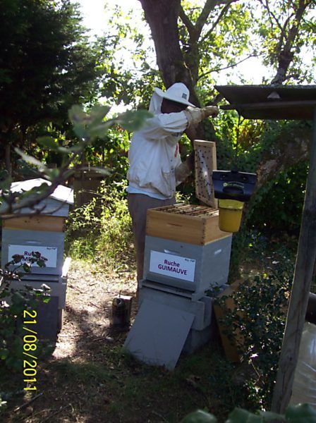 La ruche Guimauve