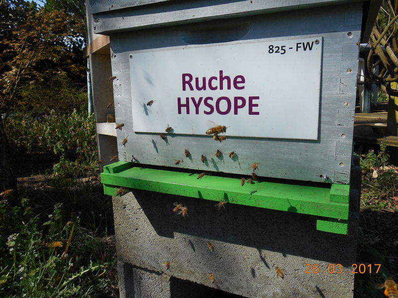 La ruche Hysope