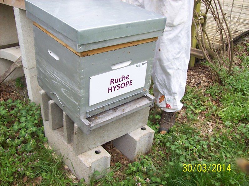 La ruche Hysope
