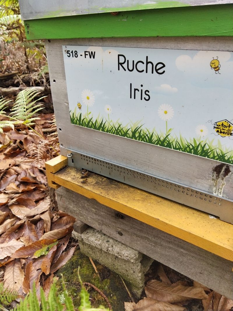 La ruche Iris