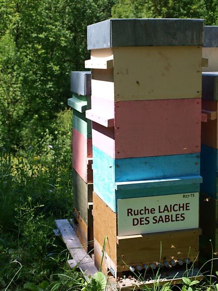 La ruche