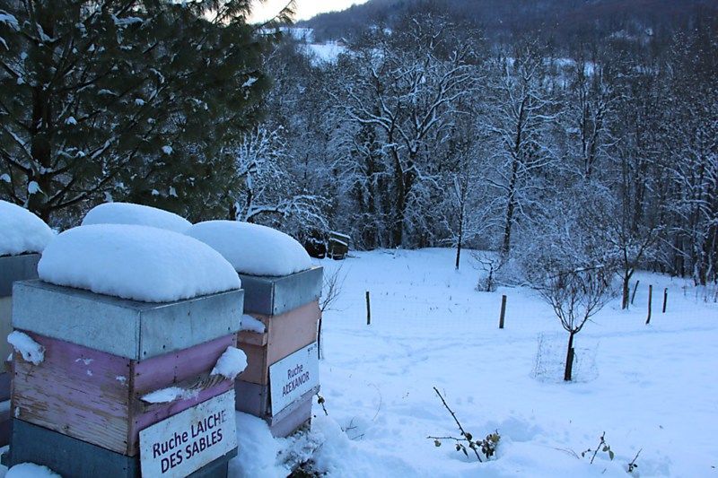 La ruche Laiche des sables