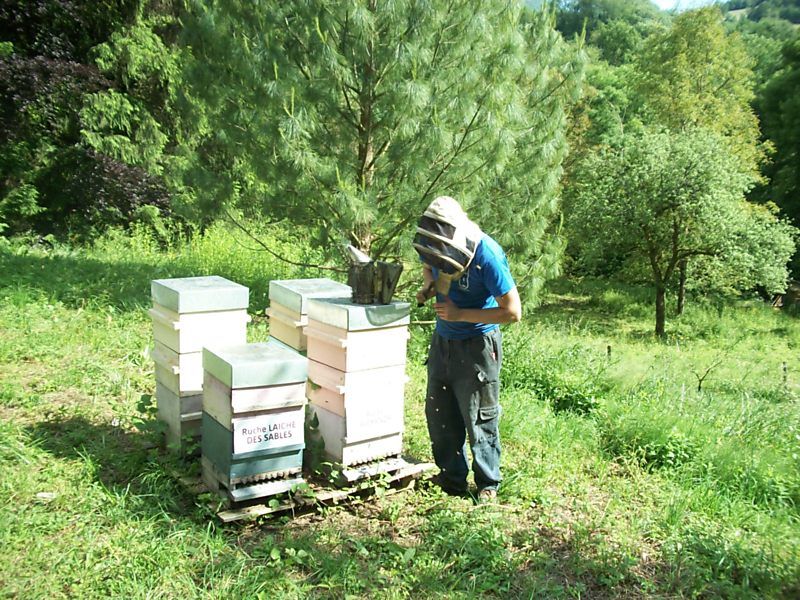 La ruche Laiche des sables