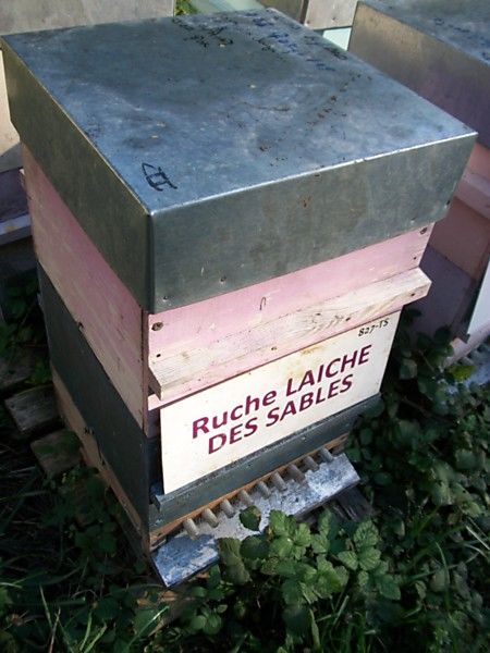 La ruche Laiche des sables