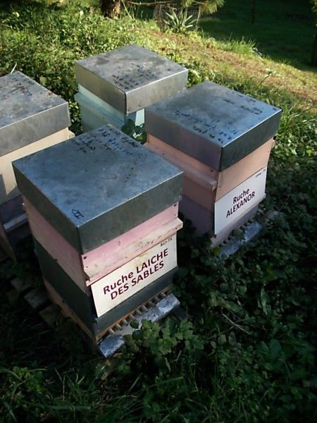 La ruche Laiche des sables