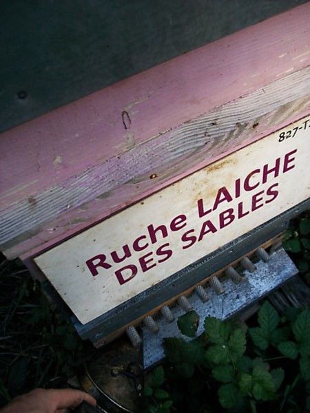 La ruche Laiche des sables