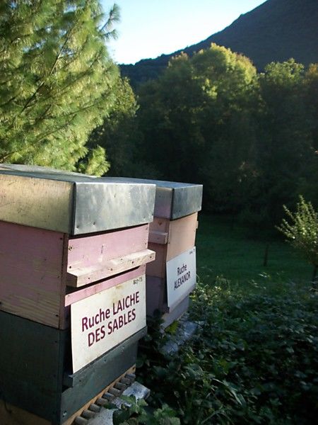 La ruche Laiche des sables