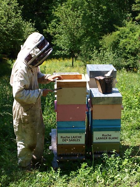 La ruche Laiche des sables