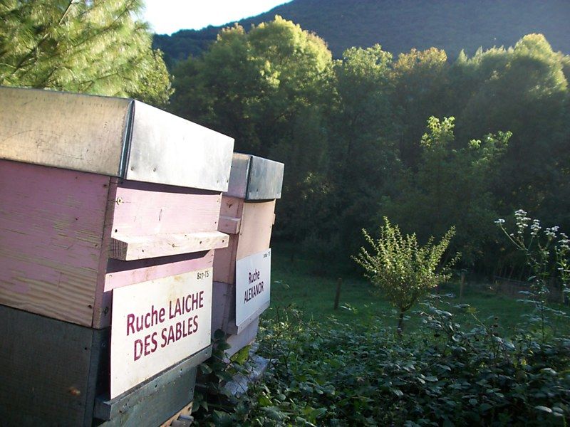 La ruche Laiche des sables