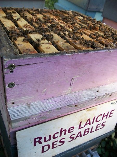 La ruche Laiche des sables