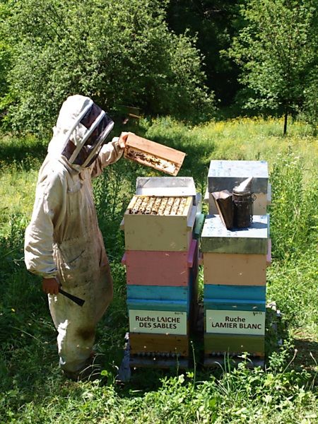La ruche Laiche des sables