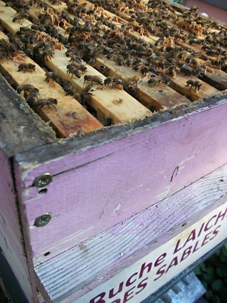 La ruche Laiche des sables