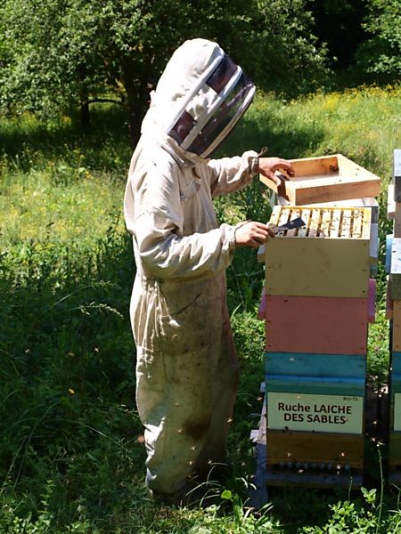 La ruche Laiche des sables