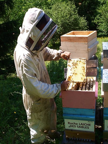 La ruche Laiche des sables