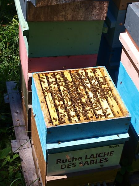 La ruche Laiche des sables