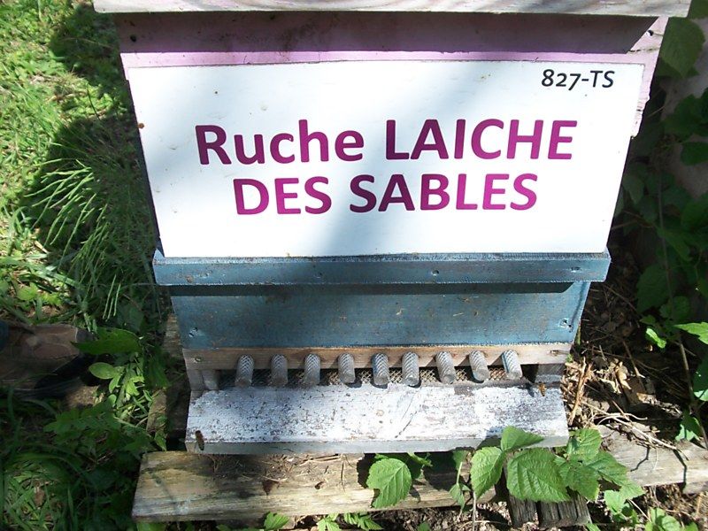La ruche Laiche des sables