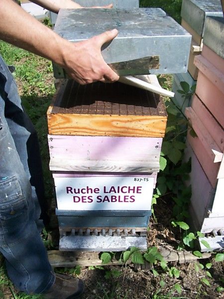 La ruche Laiche des sables