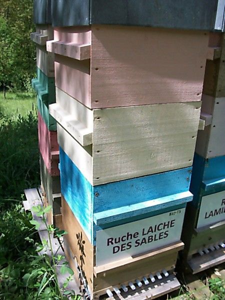 La ruche Laiche des sables