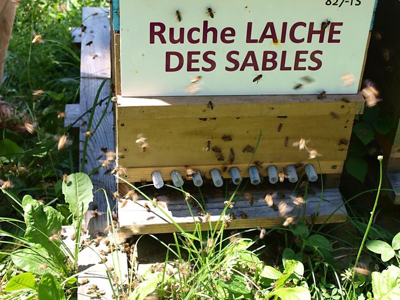 La ruche Laiche des sables