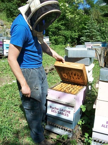 La ruche Laiche des sables