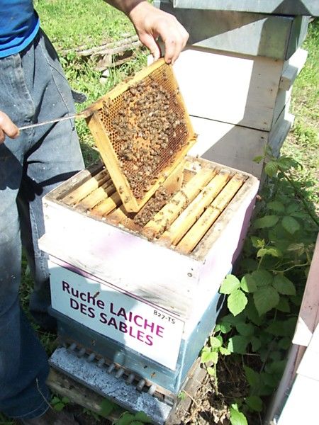 La ruche Laiche des sables