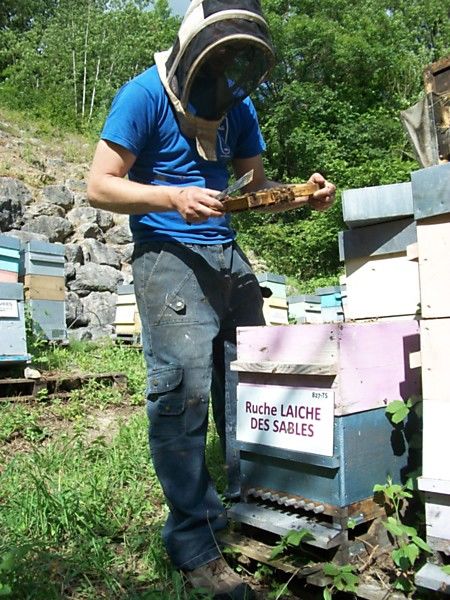 La ruche Laiche des sables