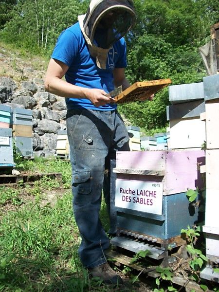 La ruche Laiche des sables