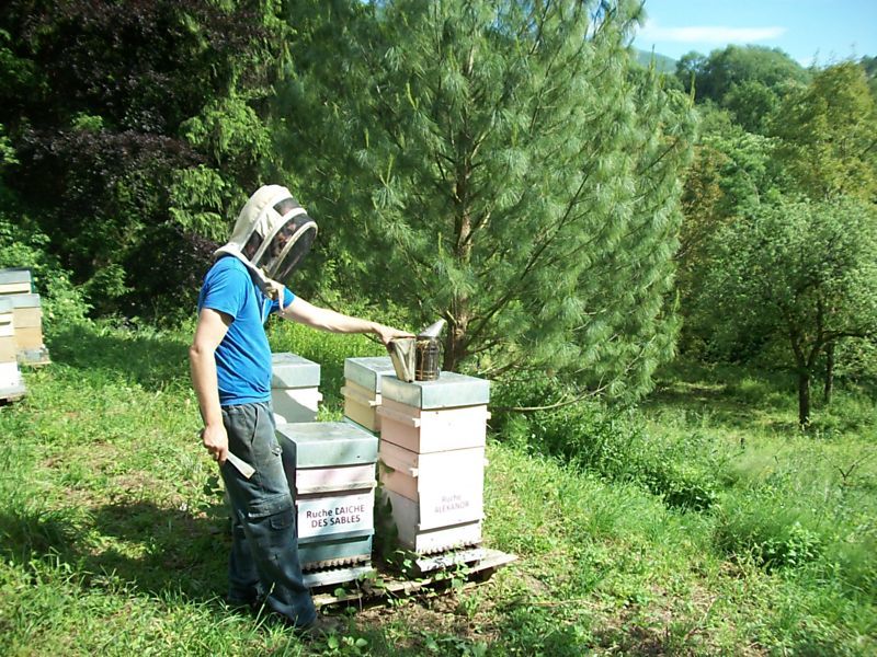 La ruche Laiche des sables
