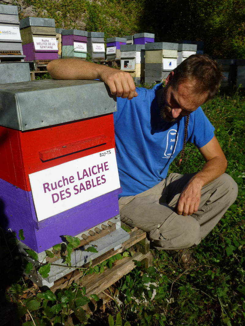 La ruche Laiche des sables