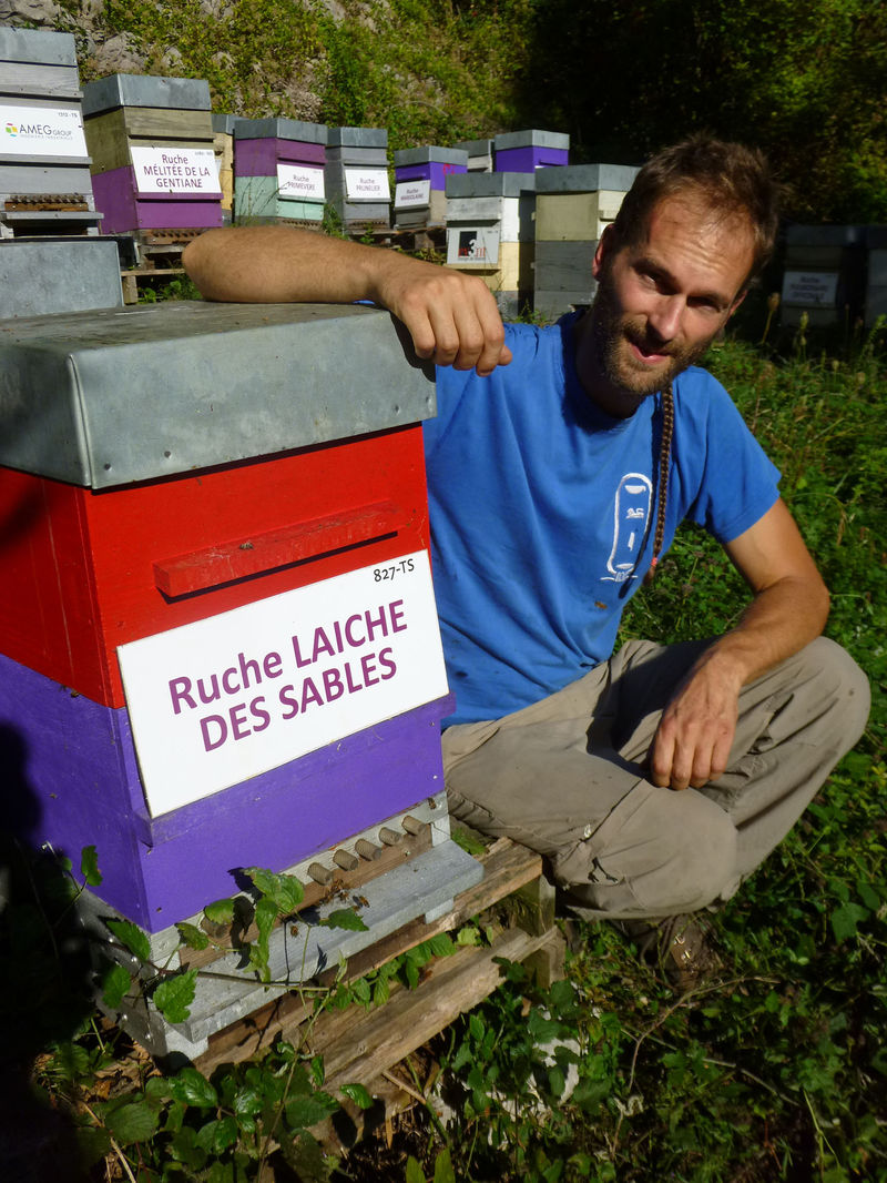 La ruche Laiche des sables