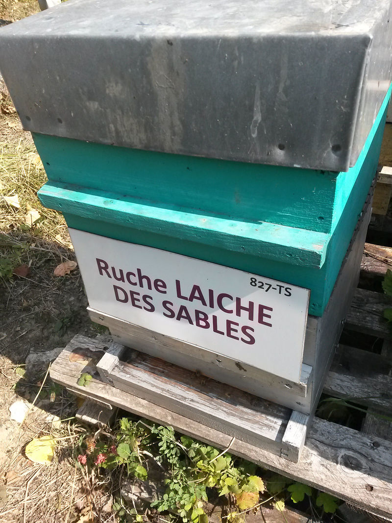 La ruche Laiche des sables