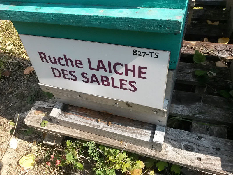 La ruche Laiche des sables