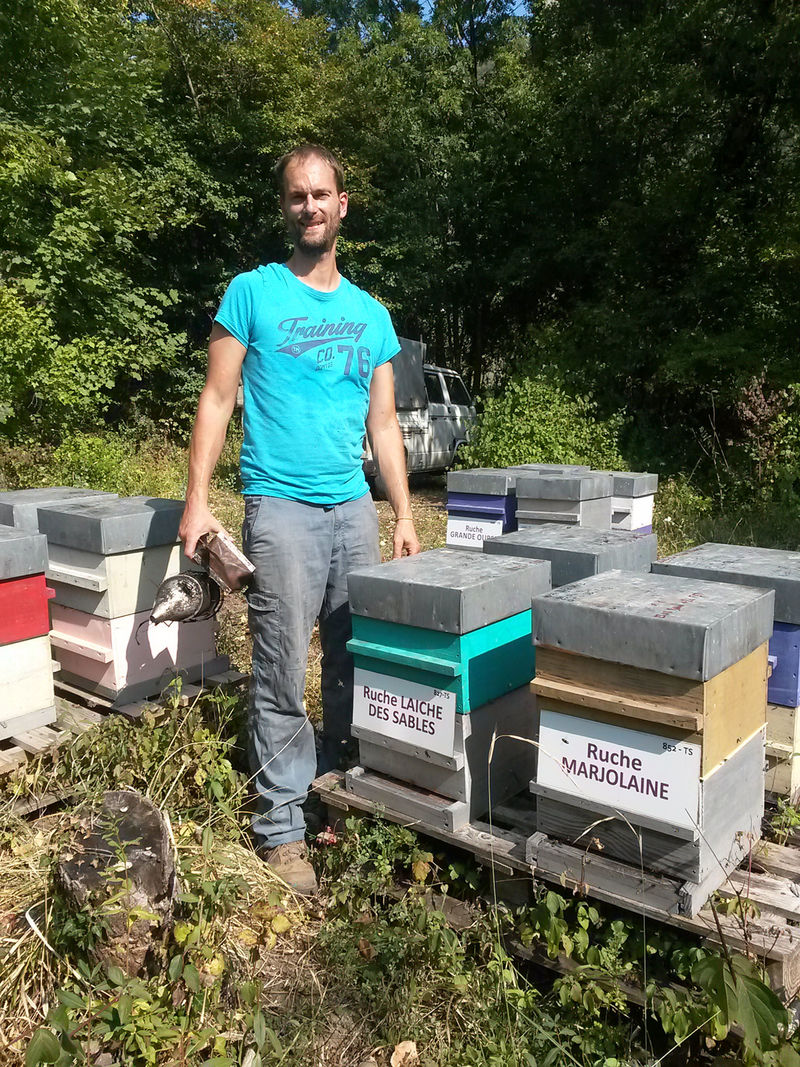 La ruche Laiche des sables