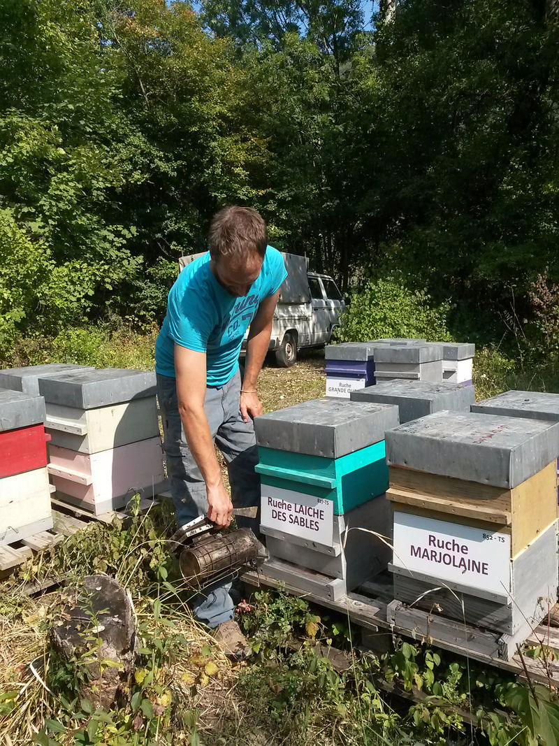 La ruche Laiche des sables