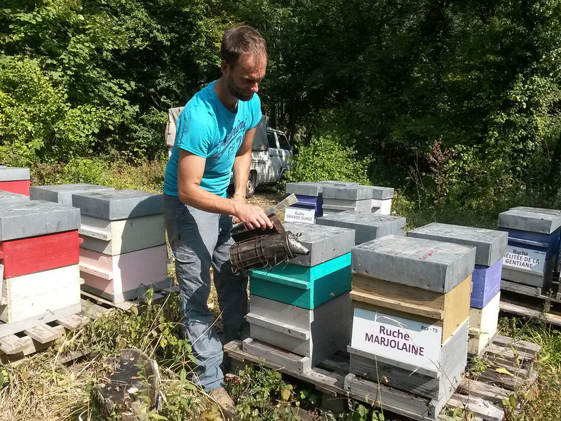 La ruche Laiche des sables