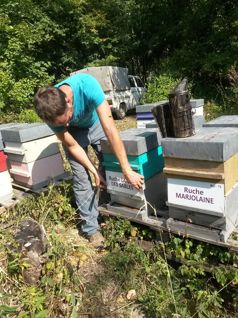 La ruche Laiche des sables