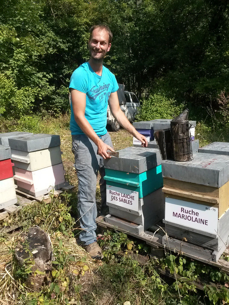 La ruche Laiche des sables