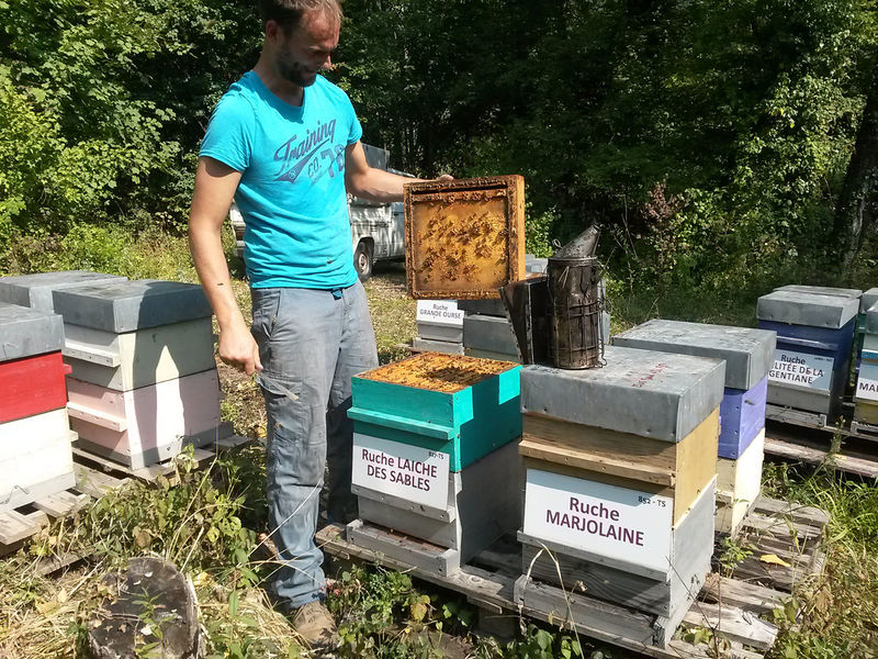 La ruche Laiche des sables