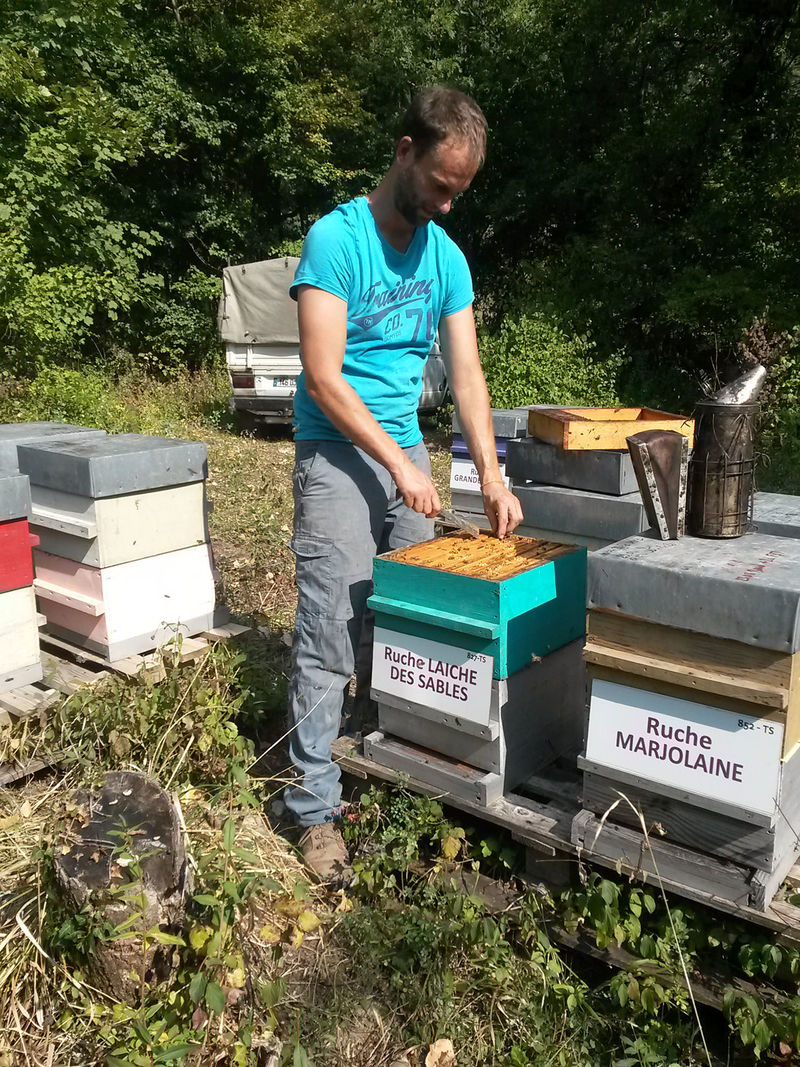 La ruche Laiche des sables