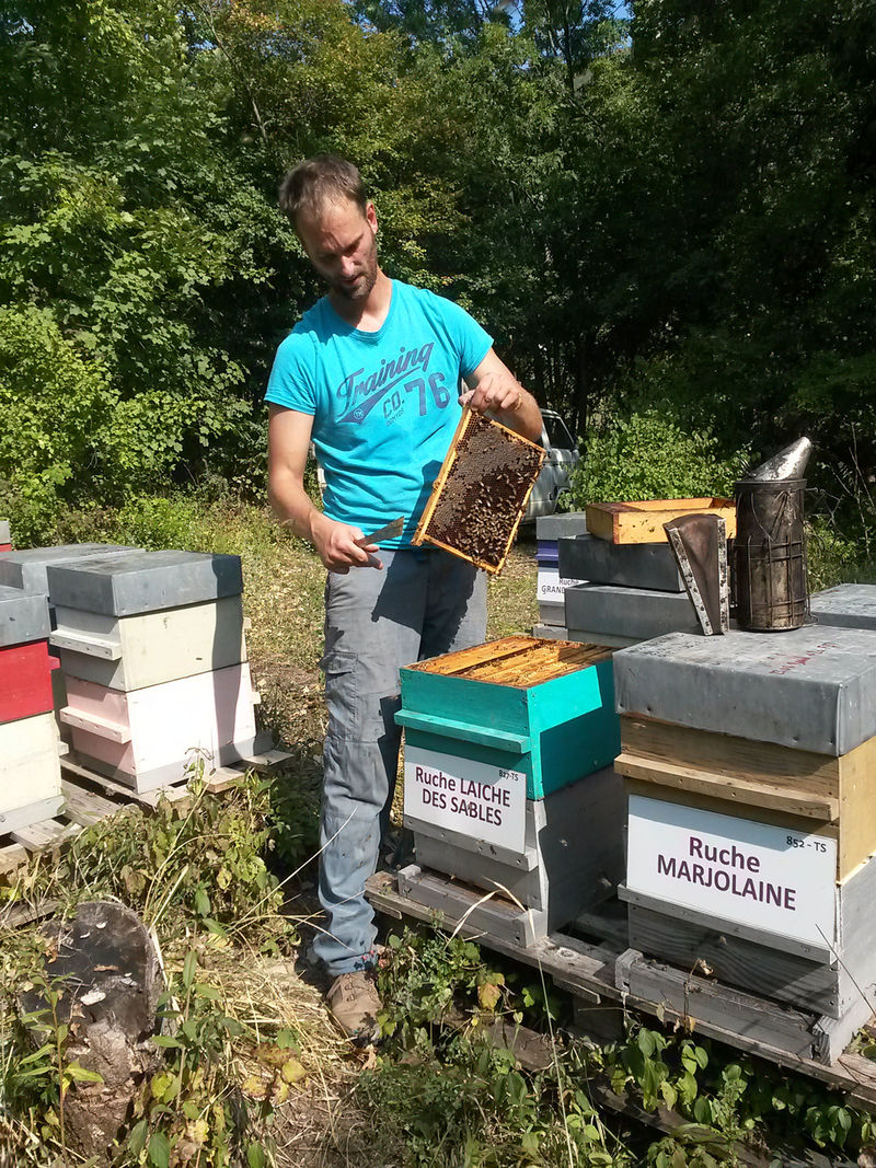 La ruche Laiche des sables