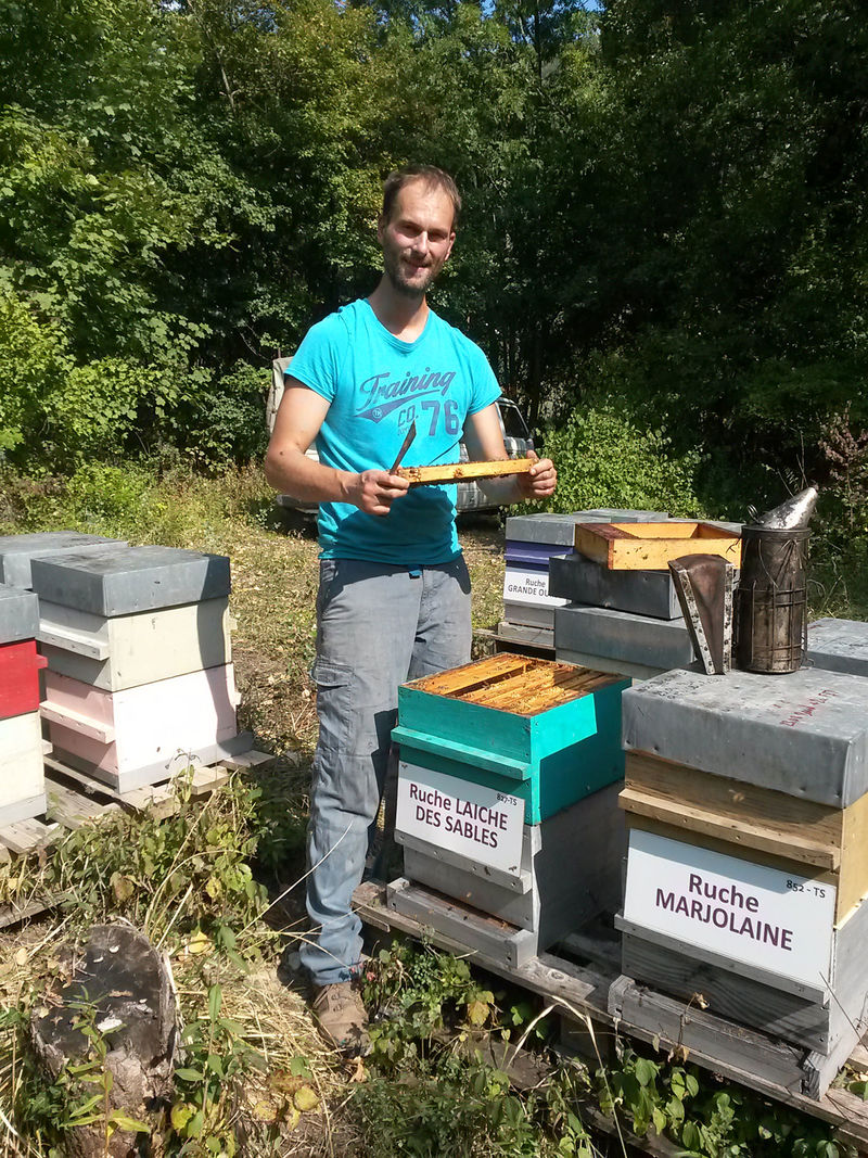 La ruche Laiche des sables