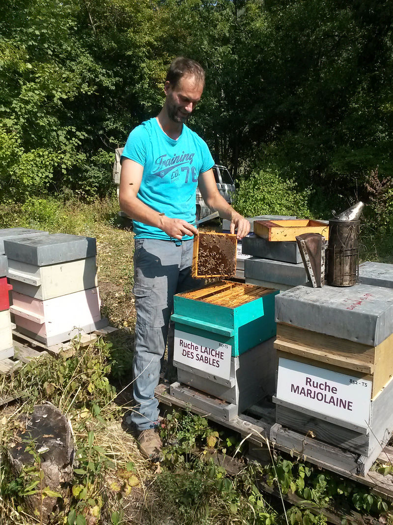 La ruche Laiche des sables