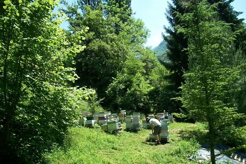 La ruche Laiche des sables