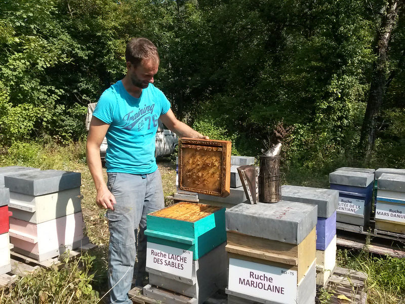 La ruche Laiche des sables