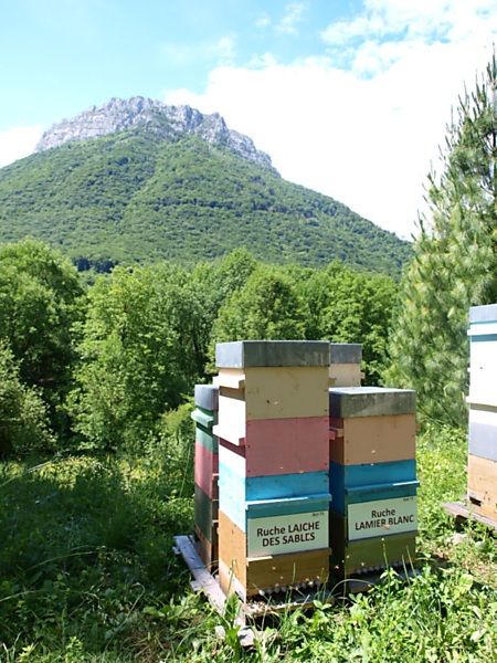 La ruche Laiche des sables