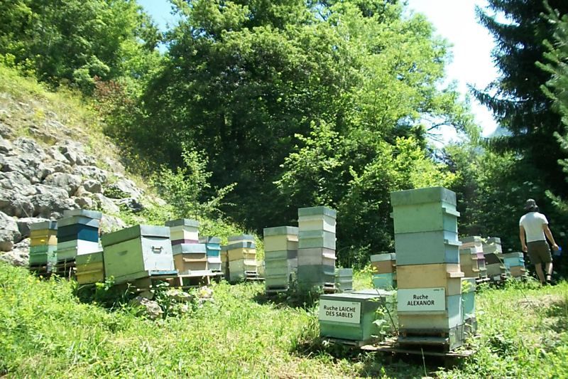 La ruche Laiche des sables