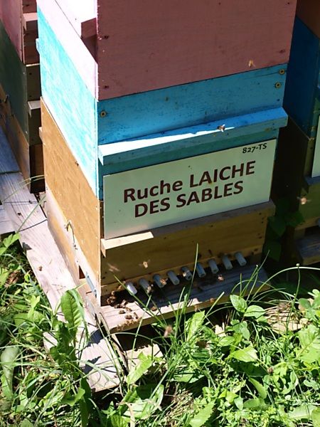 La ruche Laiche des sables