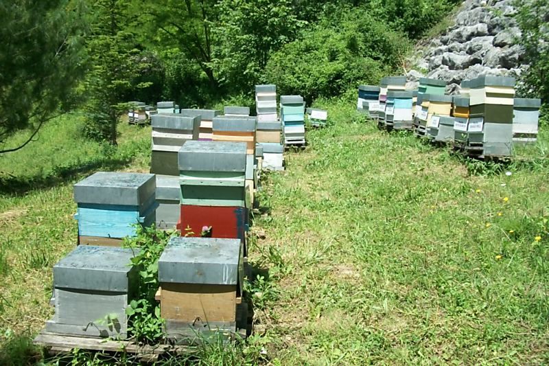 La ruche Laiche des sables