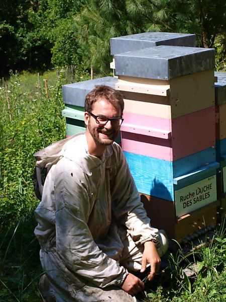 La ruche Laiche des sables